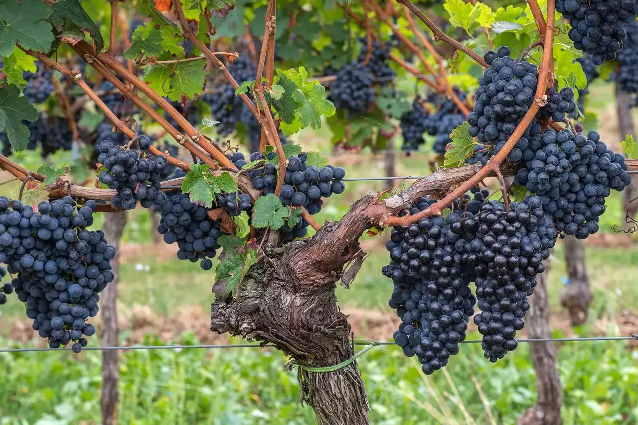 How to Choose a Wine to Go with Pork